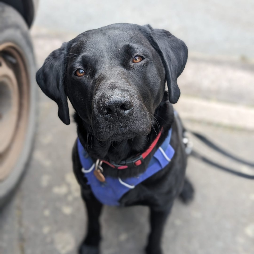 NoseToTrail's tweet photo. Some people say black dogs are hard to get photos of.... Chester disagrees!
How much love can this handsome boy get on a Saturday?

#blackdog #blacklab #labsofinsta #labradors #dogs #dogtraining #dogphotos https://t.co/PHF2hmsdQo