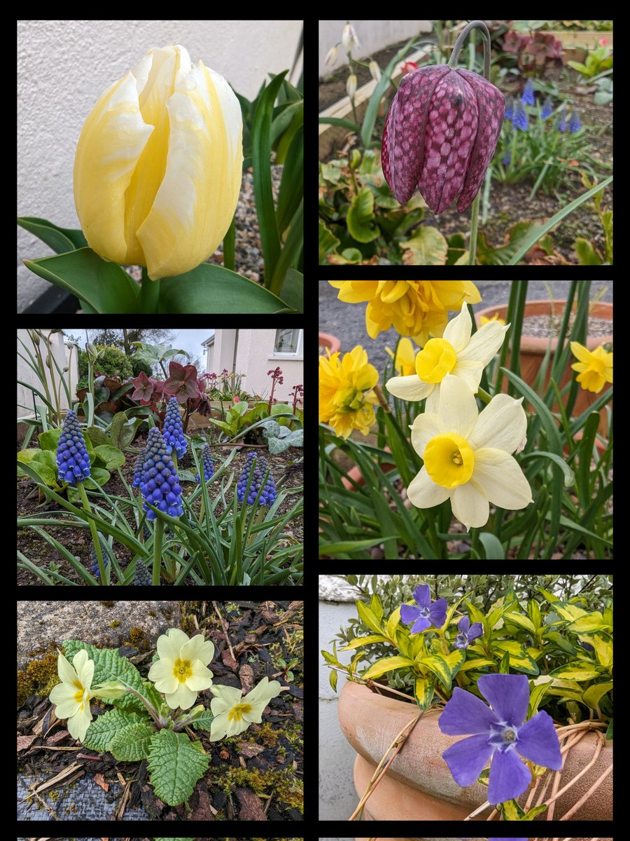 A few from this morning before the rain rolls in again... 🌼🌧️ Have a good weekend, all. 😎👍 #SixOnSaturday #GardeningTwitter #GardenersWorld