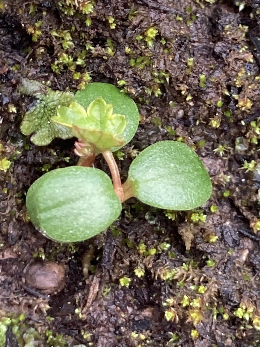 First true leaves of Rubus Chameamorus cloudberry