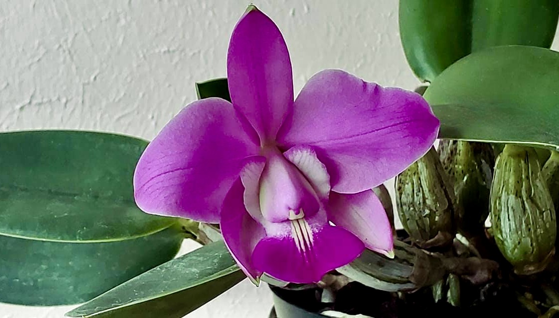 April 13th #orchid of the day: Cattleya walkeriana 'Isabel Rosalia Oliveros' AM/AOS x sib. 😍