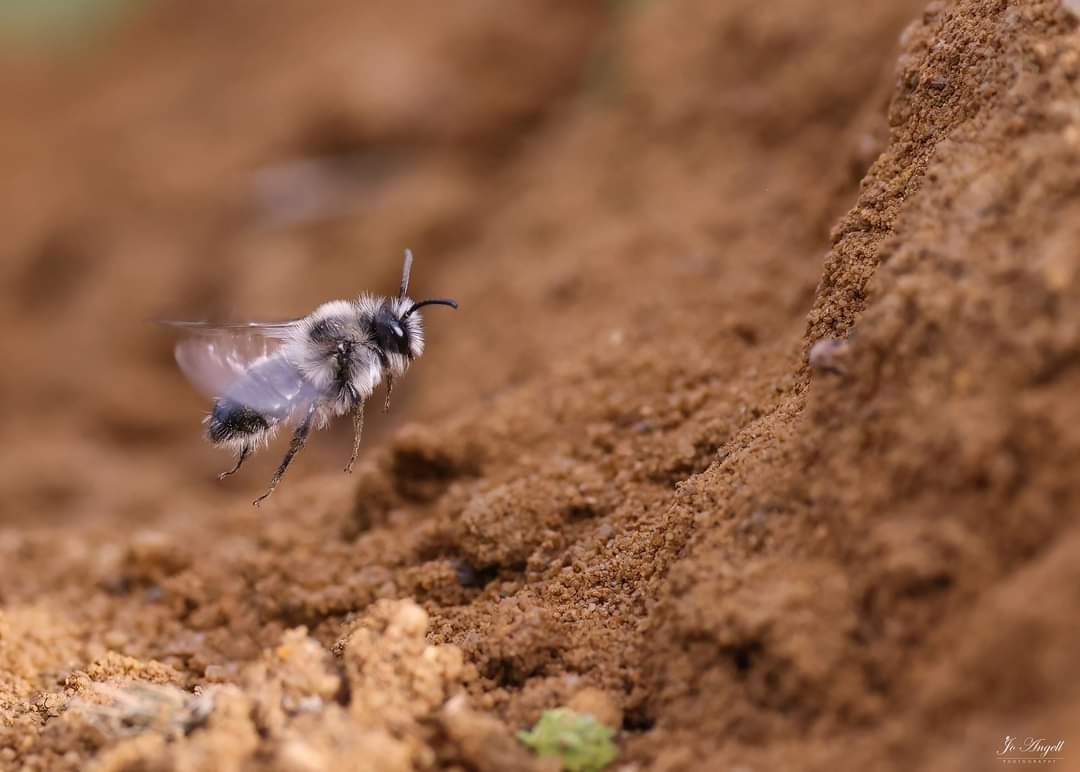 Flying into the weekend 🐝 Ashy mining bee 🐝 @CanonUKandIE @TheParksTrust #theparkstrust #Buckinghamshire @scenesfromMK #scenesfrommk #bee