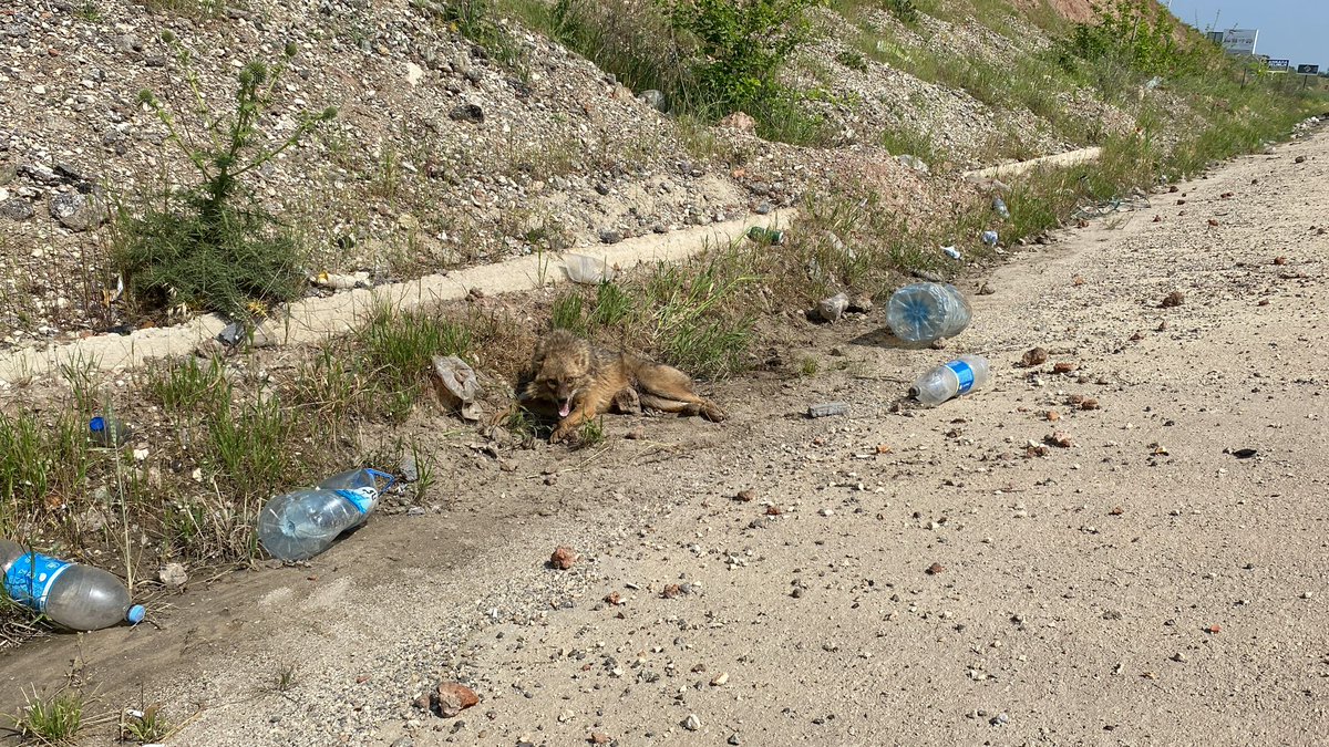 Çakal.. Araç çarpmış. Duyarlı arkadaşımız Cemile Kara nın haberdar etmesi ile DKMP Kırıkhan Şefliği Rehabilitasyon merkezine sevki için harekete geçti. Etrafta bulunan plastik şişe atıklarınıda takdirinize bırakıyorum. #Hatay