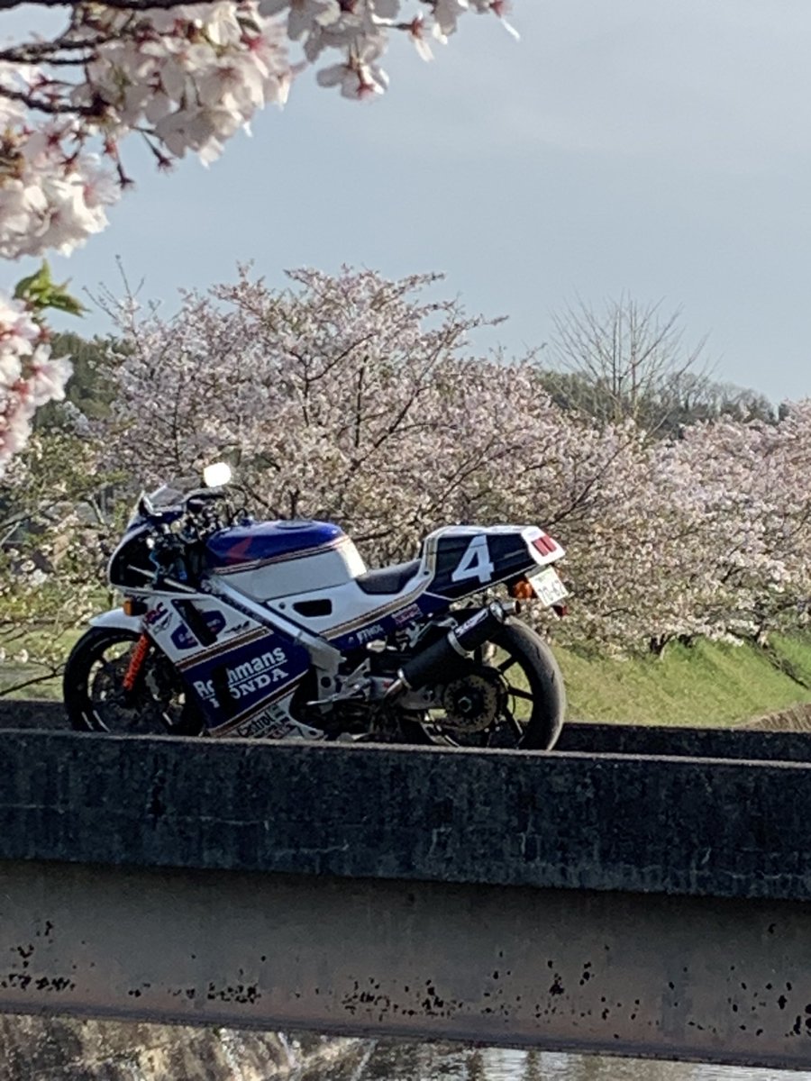 Nc30Rothmans's tweet photo. 先週来るべきだった😱
また来年👍 https://t.co/XMToo2glfe
