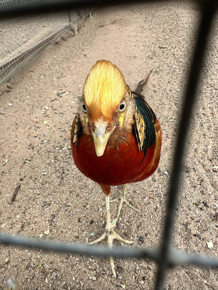 DrMLivingston's tweet image. Went to the Hyden Animal Park today and met the Donald Trump bird aka the Golden Pheasant.

#GoldenPheasant #DonaldTrump