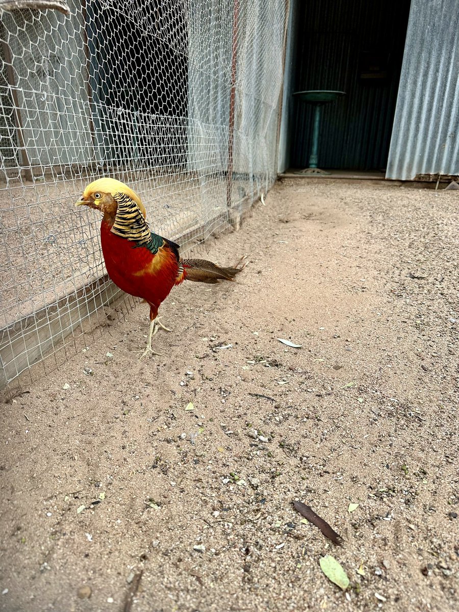 DrMLivingston's tweet image. Went to the Hyden Animal Park today and met the Donald Trump bird aka the Golden Pheasant.

#GoldenPheasant #DonaldTrump