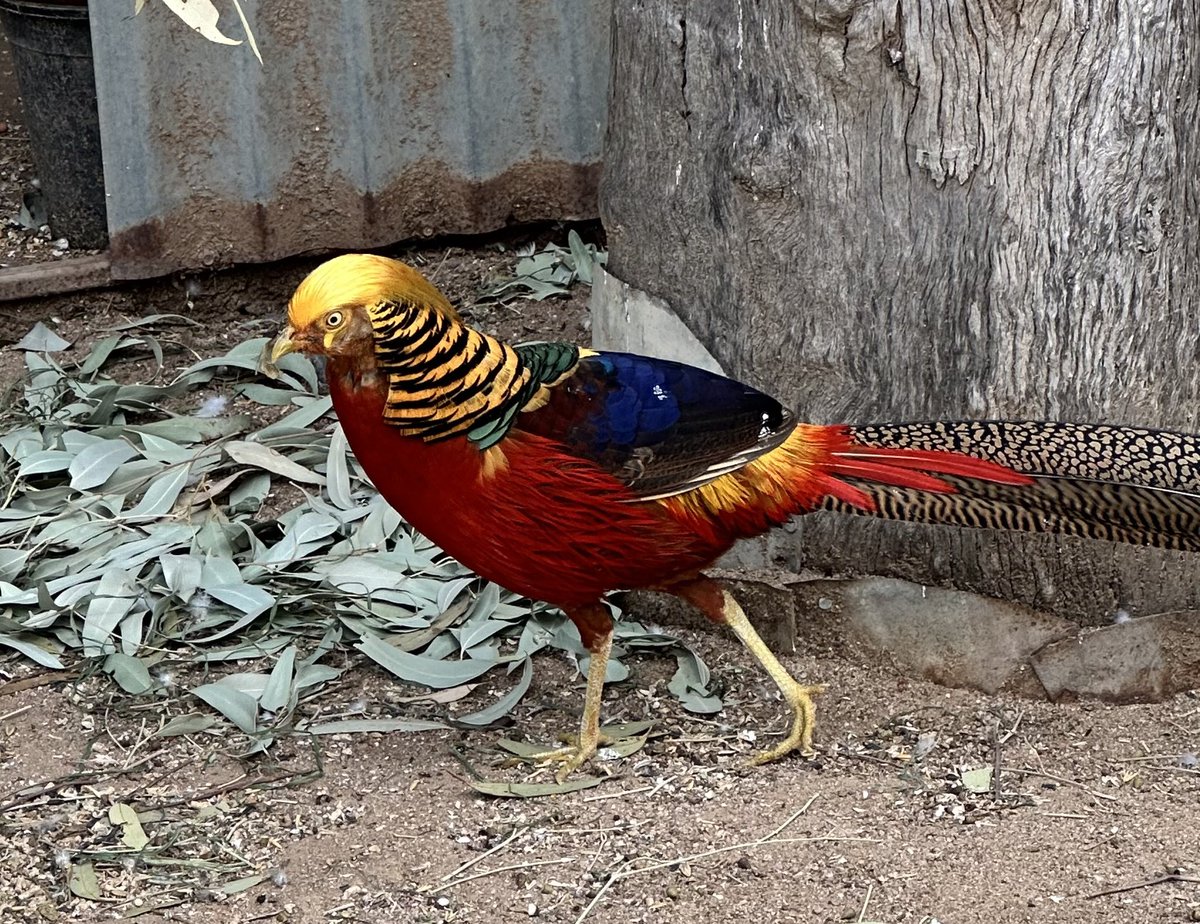 DrMLivingston's tweet image. Went to the Hyden Animal Park today and met the Donald Trump bird aka the Golden Pheasant.

#GoldenPheasant #DonaldTrump