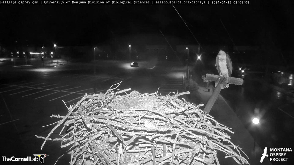 HellgateOsprey tweet picture