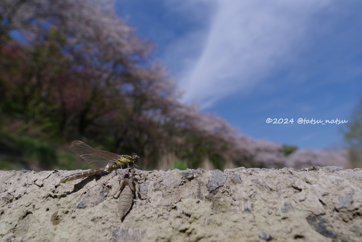 ■ホンサナエ♂（羽化）
このポイントでは開花が早かったので葉桜になりかけていますが、桜並木を背景にホンサナエの羽化を記録することができました。
2024.4.12 09:50
#PENTAX　#pentaxk1mkii　#pentax_dfa21limited