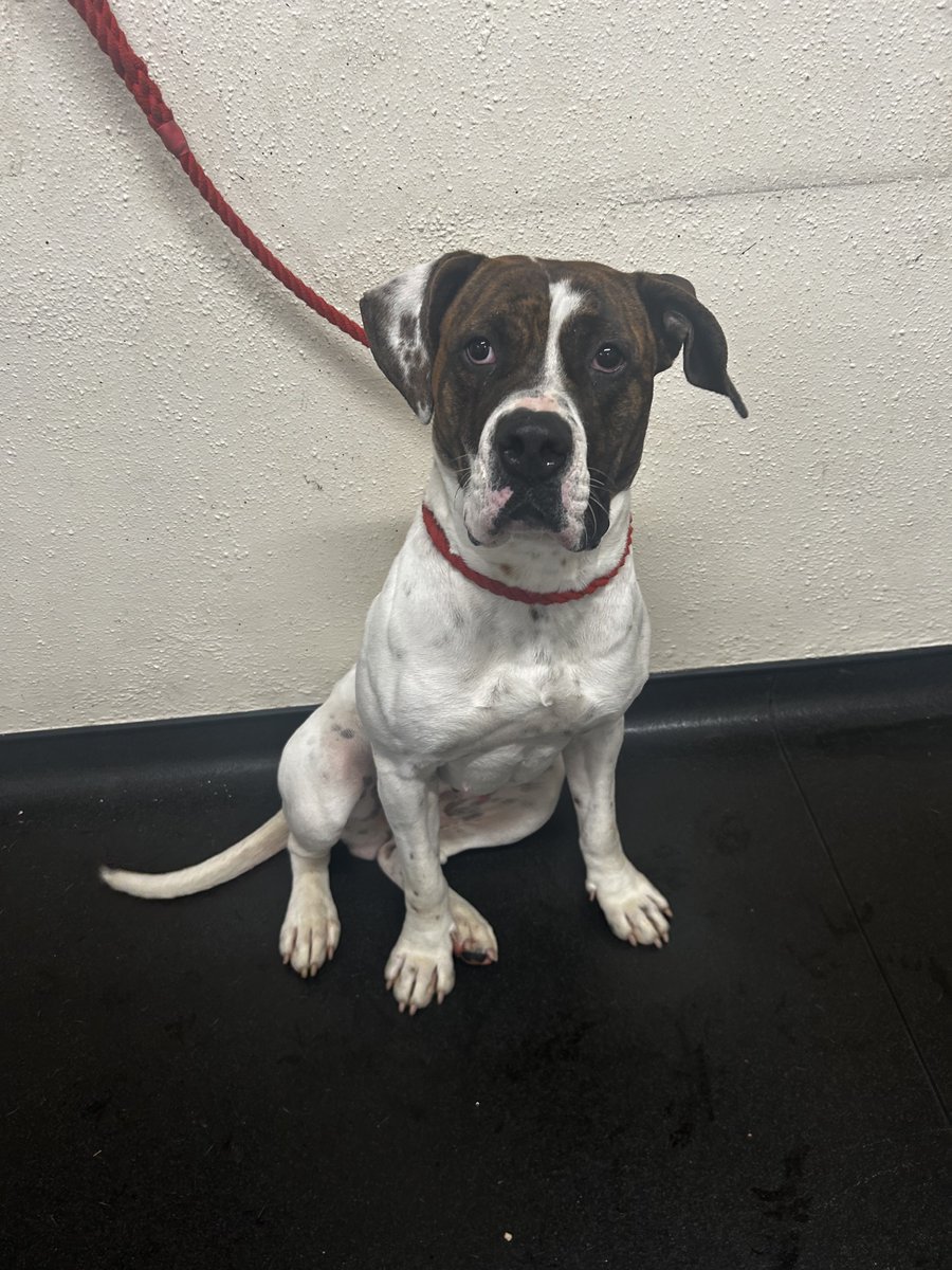 Please retweet to help Maisie find a home #SHEFFIELD #YORKSHIRE #UK Maisie was brought into kennels after being found roaming as a stray. Daisie is large sized, brindle & white American bulldog. According to her microchip she is only 14 months old. Maisie is a very energetic,…