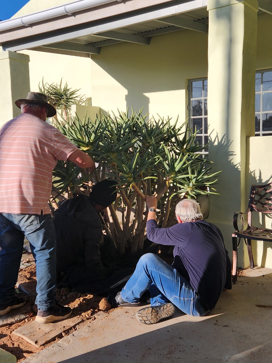 Planting of a Maiden's Quiver Tree ( aloe ramosissima ) next to one of the western patios of the guest house.