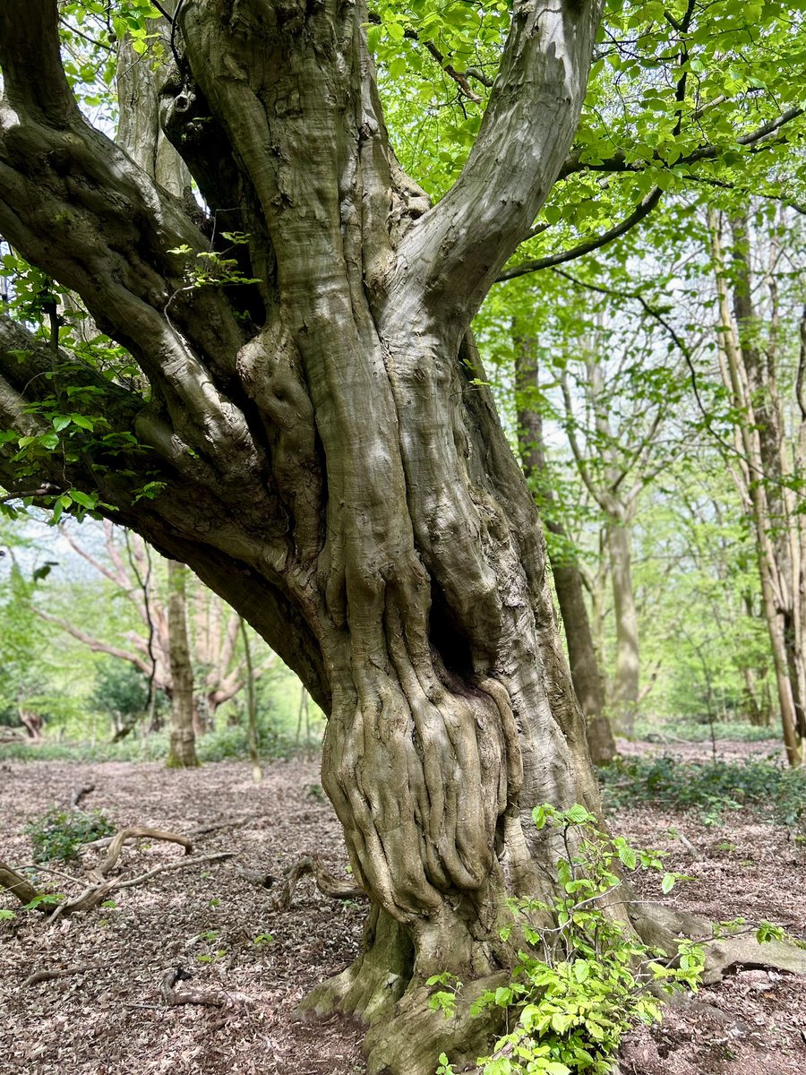 CoLEppingForest's tweet photo. Spring in #EppingForest, Warren Hill, #Loughton ๐๐ณ
Share your ๐ธ with us using #EppingForestSpring24 https://t.co/M8LU8Sb6BM