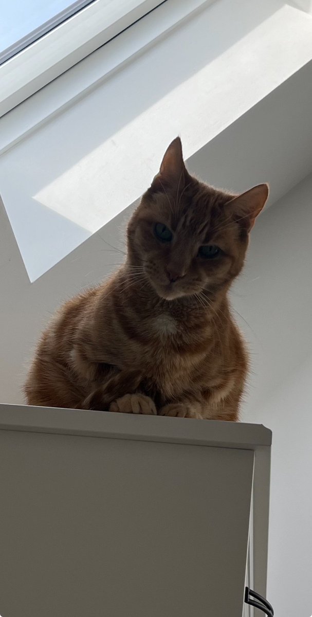 I’m watching you! #Cats #CatsOfTwitter #CatsOnTwitter #CatsOfX #CatsOnX #GingerCats