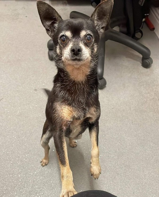 Is this your dog? Last night, this sweet dog embarked on the 19:25 Portlaoise to Heuston service and is being cared for by our staff from Heuston Station until we find its owner. #lostdog -AB