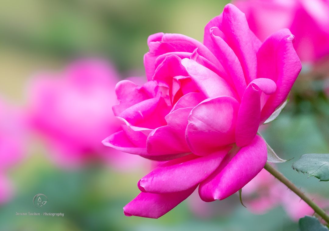 Knockout rose #pink #flowers #flowerphotography #FlowersOnFriday