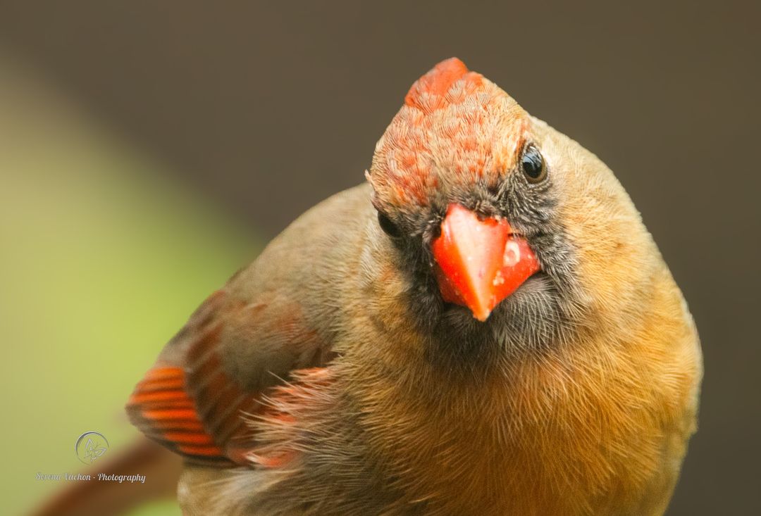 Female cardinal #birds #birdphotography #BirdsOfTwitter #NaturePhotography