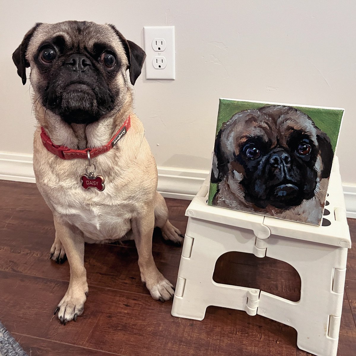 Daisy, one of my favorite pug-flowers, received a special surprise from <a href="/chewy/">Chewy</a> for #plantappreciationmonth. (Her sister, Magnolia, is only slightly jealous. 🤣)