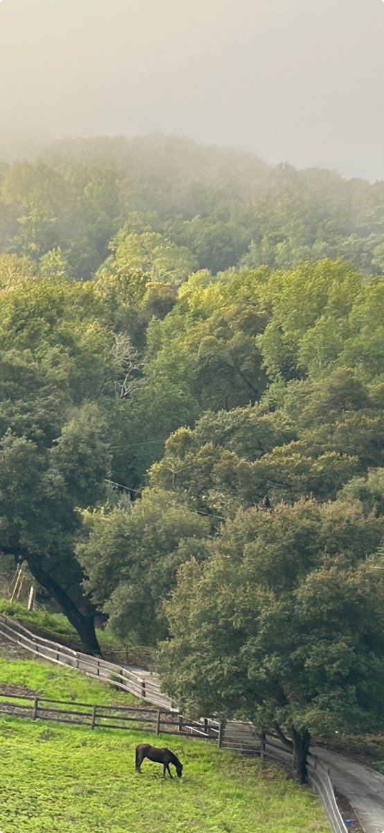 stuartkirsch's tweet image. May the beauty of Shabbat bless us each with peace and wholeness. Let us build our broken world from love. #ShabbatShalom