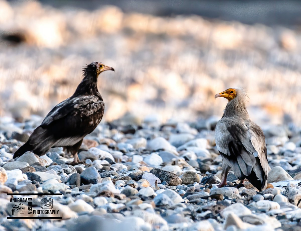 Pair of Egyptian Vultures,
#birds #birdphotography #wildlifephotography #WorldPhotographyDay2023 #birdsofinstagram #discovertheworld #explore_wildlife #featured_wildlife #live_love_wildlife #ourplanet #birdwatching #birding
@IndiAves
#IndiAves
@indian_pitta
@KOrnithologist