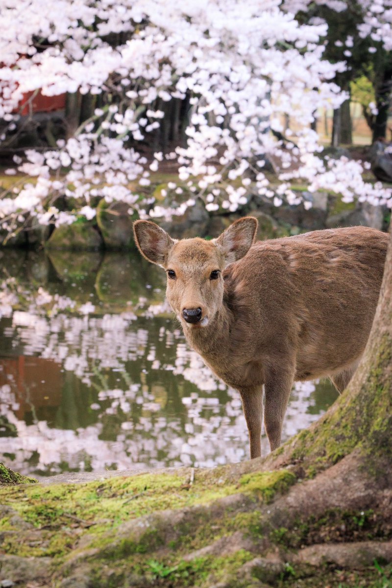 可愛かった。
その4

奈良公園。
🦌🦌🦌🦌

#EOSR7
#rf70200f28lisusm 
#写真好きな人と繫がりたい⠀
#動物写真
#my_eos_photo⠀
#奈良公園 
#鹿 
#桜 
#Lightroom 
#西三河カメラ部