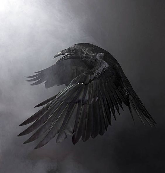 Far above the darkling world Soars the blackest bird Far above the darkling world It sings the saddest song Those who hear it will go astray Will wither away And nothing besides they hear Nothing besides they think anymore They will turn away from the sun 🖤#𝓡𝓪𝓿𝓮𝓷𝓬𝓱𝓲𝓵𝓭