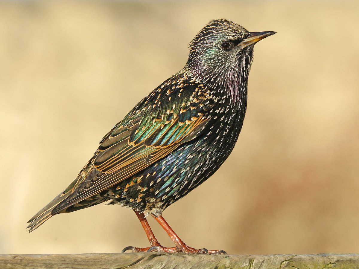 🐦The European starling (Sturnus vulgaris) is a ubiquitous bird of suburban and rural landscapes across the United States and in its native European, Asian, and African range.

#birds #birdwatching #photograghy #BirdsOfTwitter #GanJingWorld #GJW