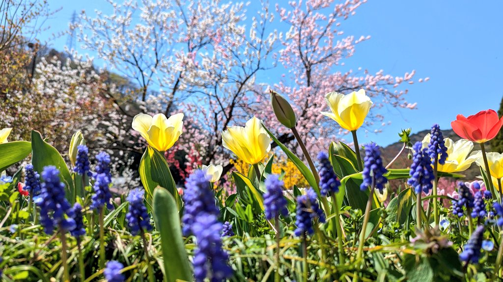 桃源郷に来ました🥰
ハナモモも満開です🍑