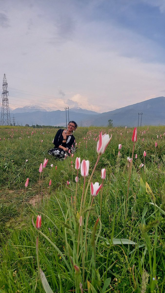 Wild tulips 🌷