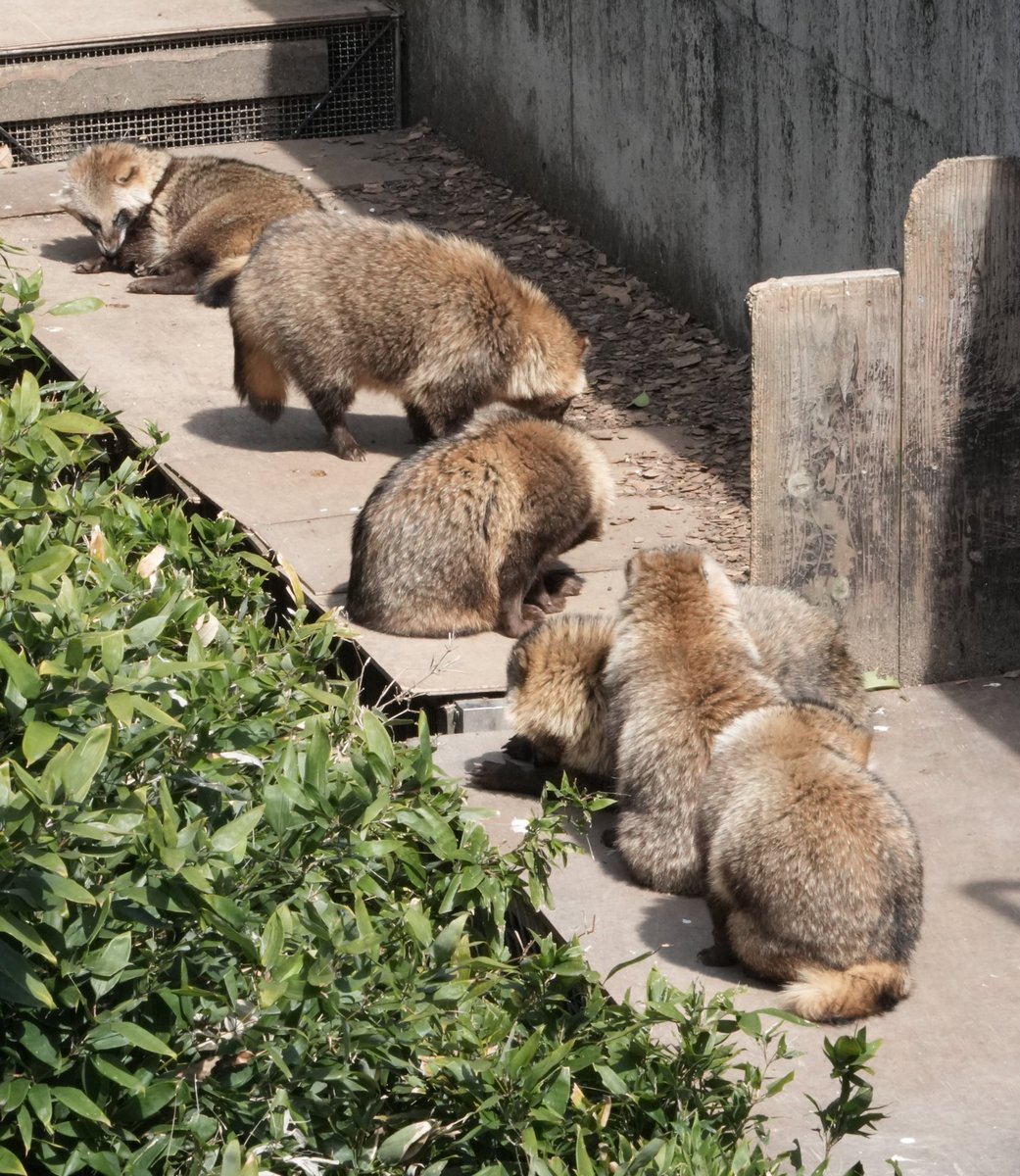 6タヌいただきました。#ホンドタヌキ #東山動植物園