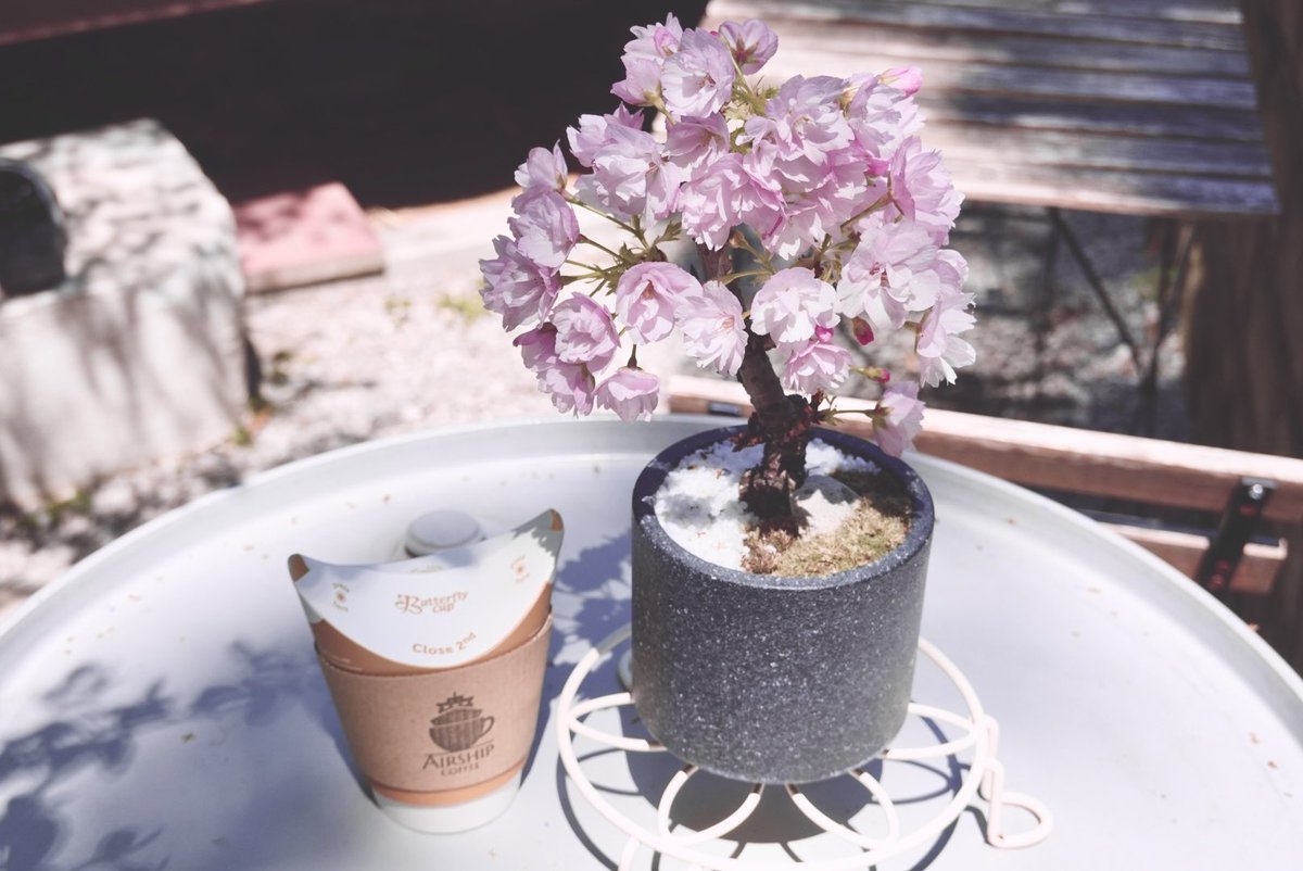 naosuke_ship's tweet photo. 常連のお客様から桜の盆栽をいただきました..!!😭🌸お花見珈琲素敵すぎる... https://t.co/cILf71GMGs