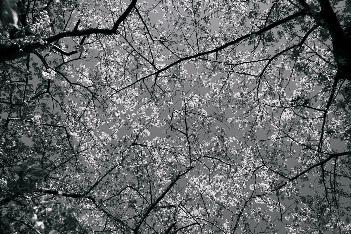 カメラ活動470日目

espressivo

#LUMIX #カメラ好きな人と繋がりたい #カメラ初心者 #キリトリセカイ #photography #桜