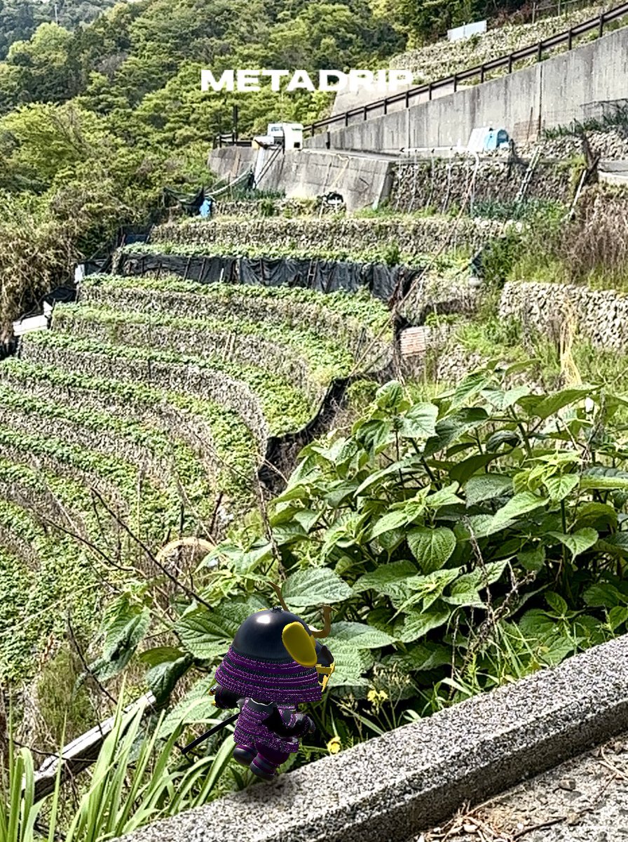 MIMILILICA_COM's tweet image. #宇和島 #MetaSamurai #METADRIP 

◤

  遊子水荷浦の段畑
〈ゆすみずがうら〉

◢