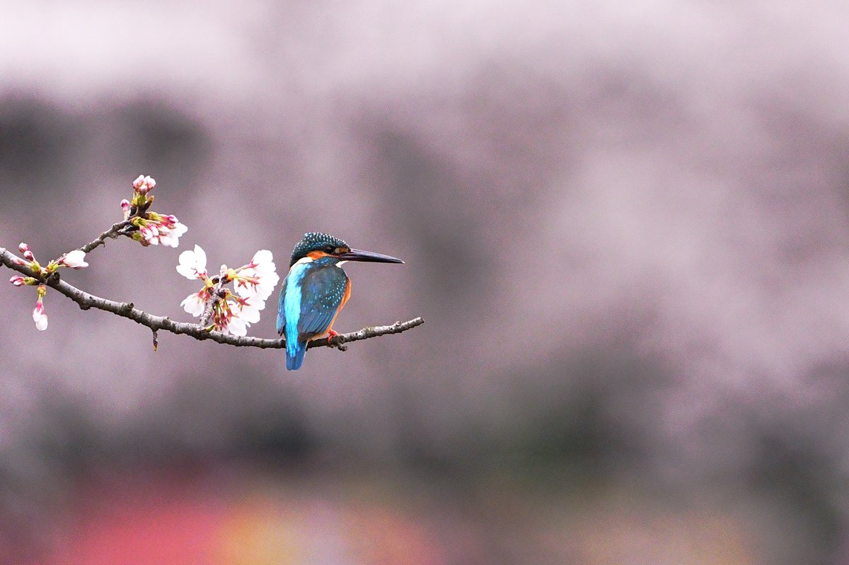 桜セミいろいろ。

#ファインダー越しの私の世界ᅠ 
#写真好きな人と繋がりたい 
#これソニーで撮りました 
#野鳥撮影 
#カワセミ 
#桜