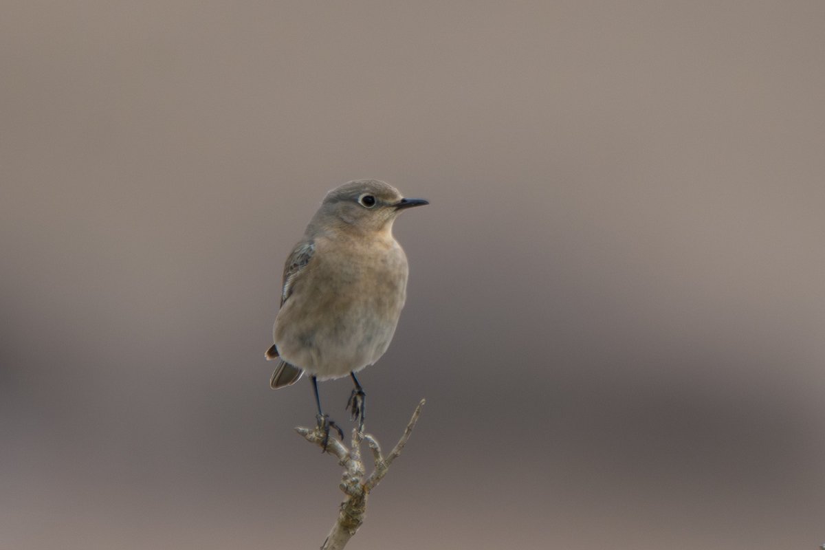 @wiscobirder Mountain bluebirds in Alberta, Canada