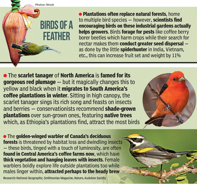 #TimesEvoke | British colonialism pushed tea globally — India paid with indentured labour and damaged ecology

#deforestation #habitatloss #sustainability #tea #coffee #colonialism #capitalism #climatechange

timesofindia.indiatimes.com/british-coloni…