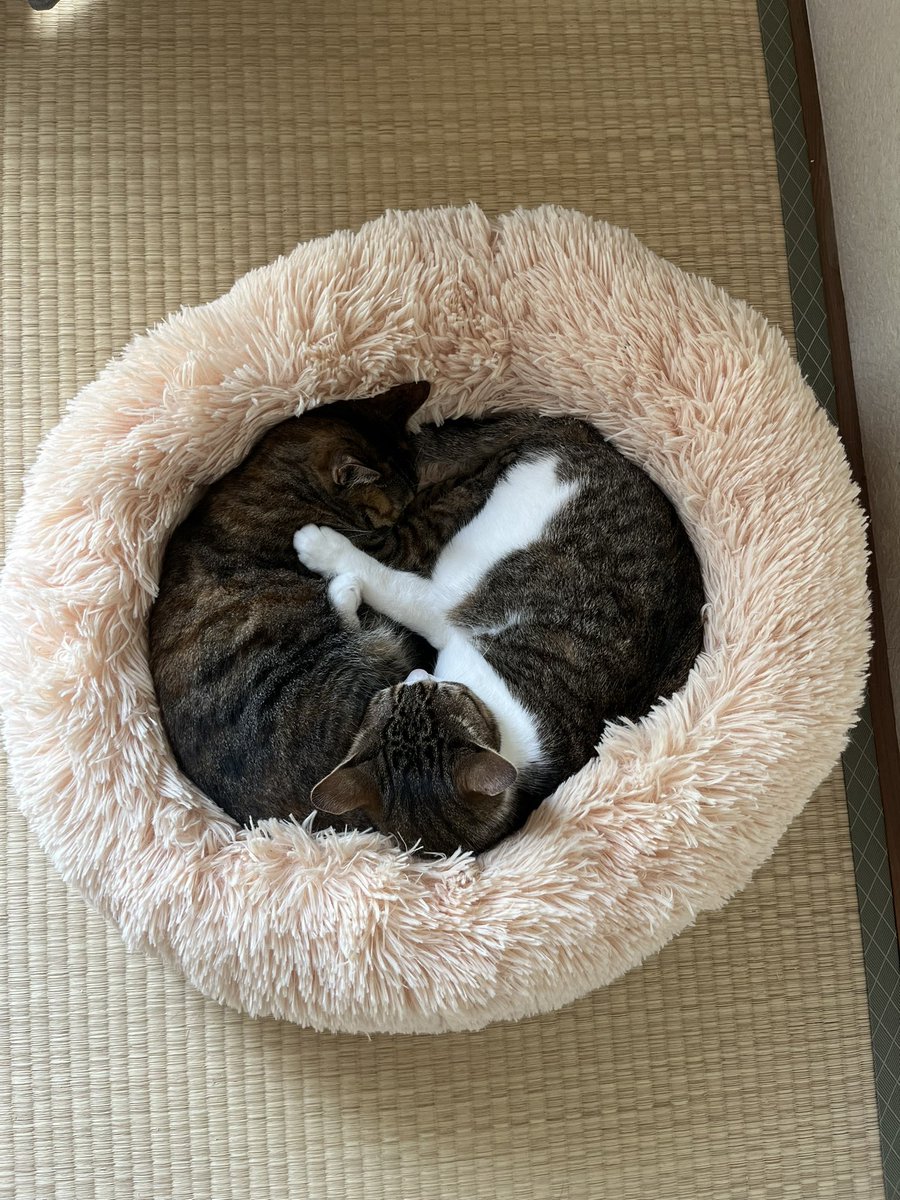 ren_to_ran's tweet photo. Yin&amp;Yang
#れんとらん https://t.co/ySg1RluNCL
