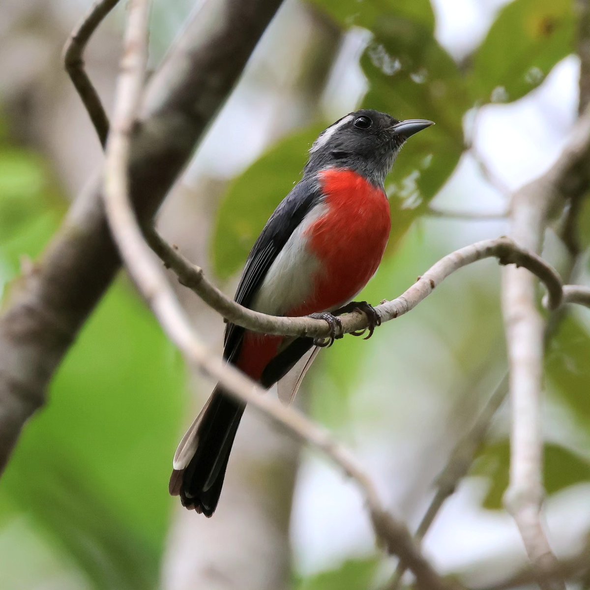 Species: Gray-throated Chat (Granatellus sallaei)
Location: Belize Maya Forest Trust, Belize
Status in Belize:  Endemic. Uncommon to fairly common in north. Uncommon to scarce in southern foothills.
Photo credit📷: Leslie Penner  

#BirdsofBelize #BirdsSeenIn2024 #birds #BirdsOfX