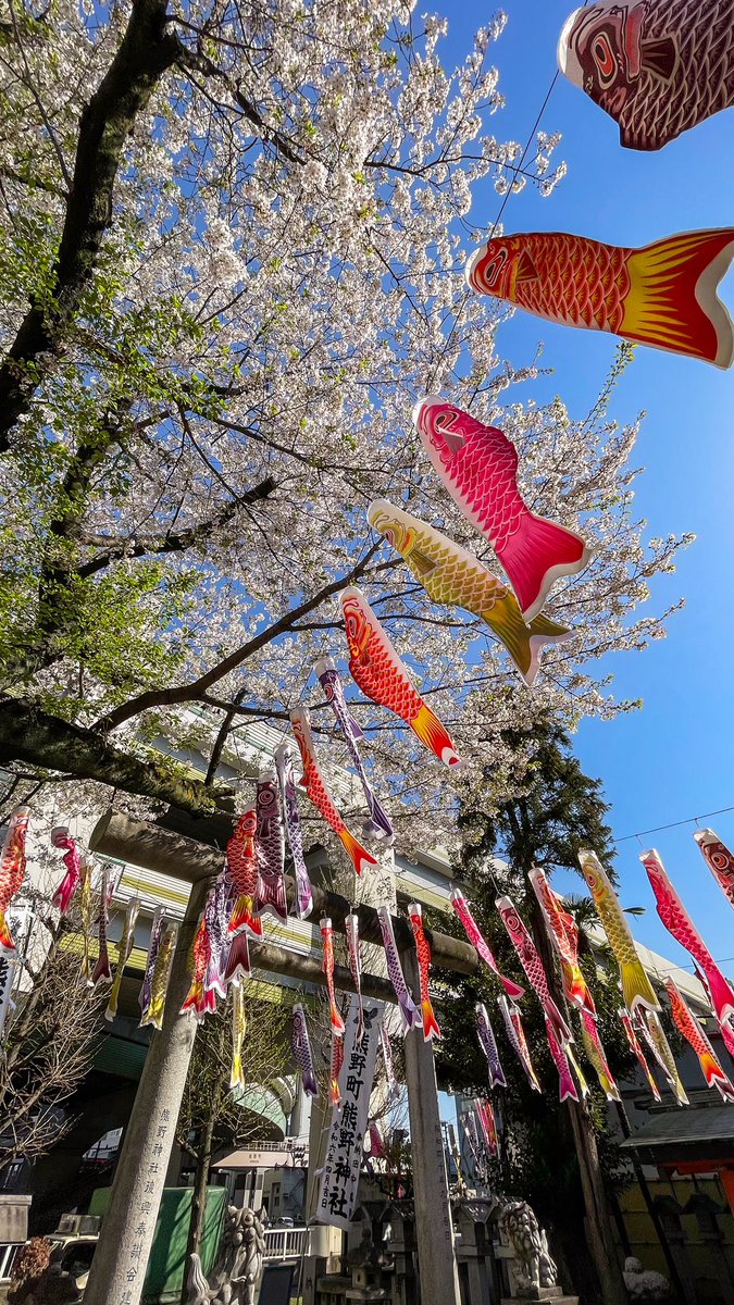 皆さんこんにちは、お仕事の方お疲れ様です、私もお仕事中です、やっとお昼🕛休みです。😂

板橋区の熊野神社⛩️、4/10に撮りましたが、鯉のぼり🎏と桜🌸のコラボでした。

今日も沢山ありがとうございます。🙏

午後も引き続き宜しくお願いします。🤲