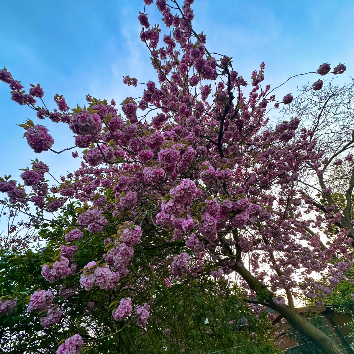 Günaydın 🌼💜 Mutlu haftasonları güzel bir gün dilerim. #Günaydın #cumartesi #sağlık