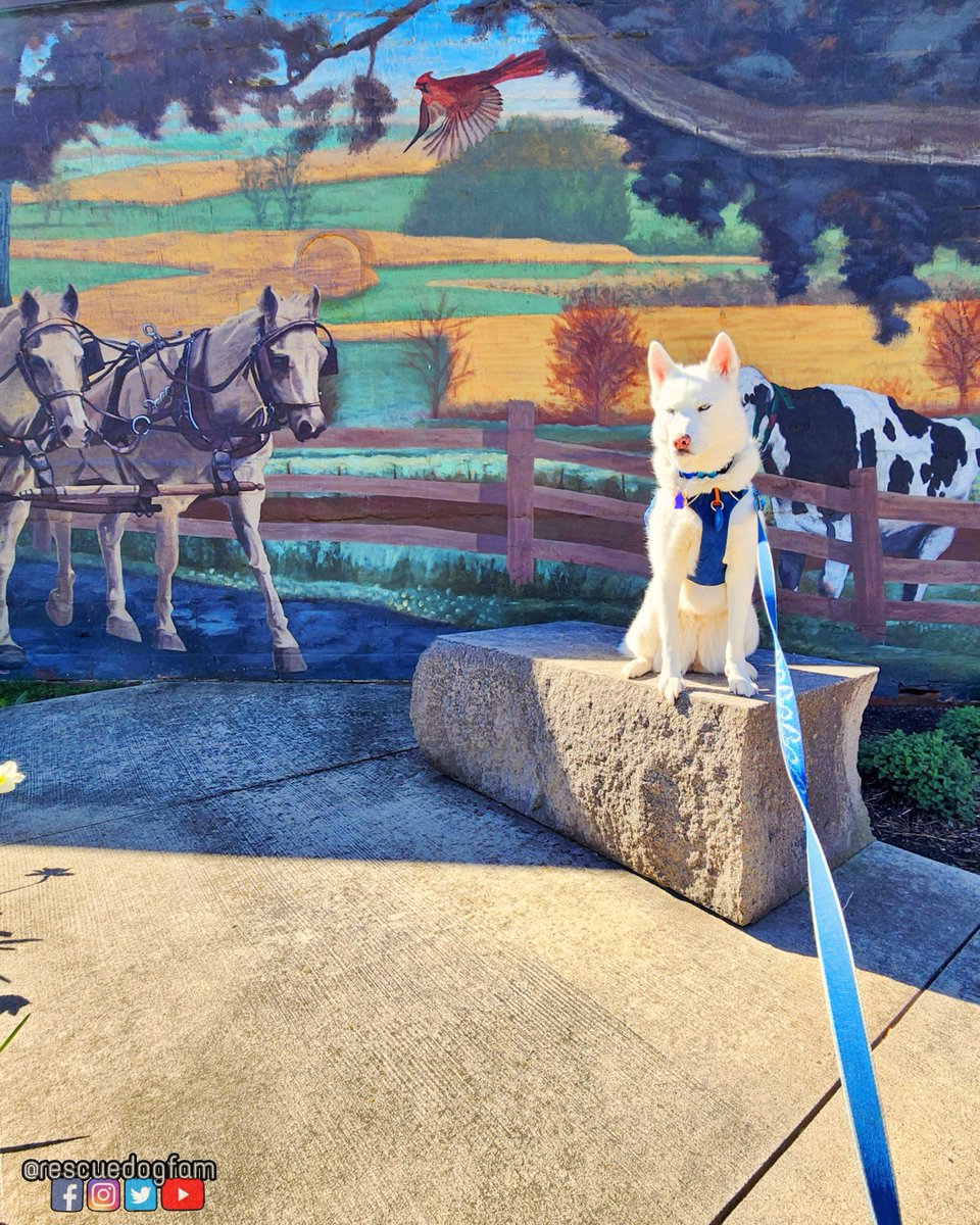 Fifi, in front of an art mural. 

#husky #siberianhusky #art #mural #dogsofx