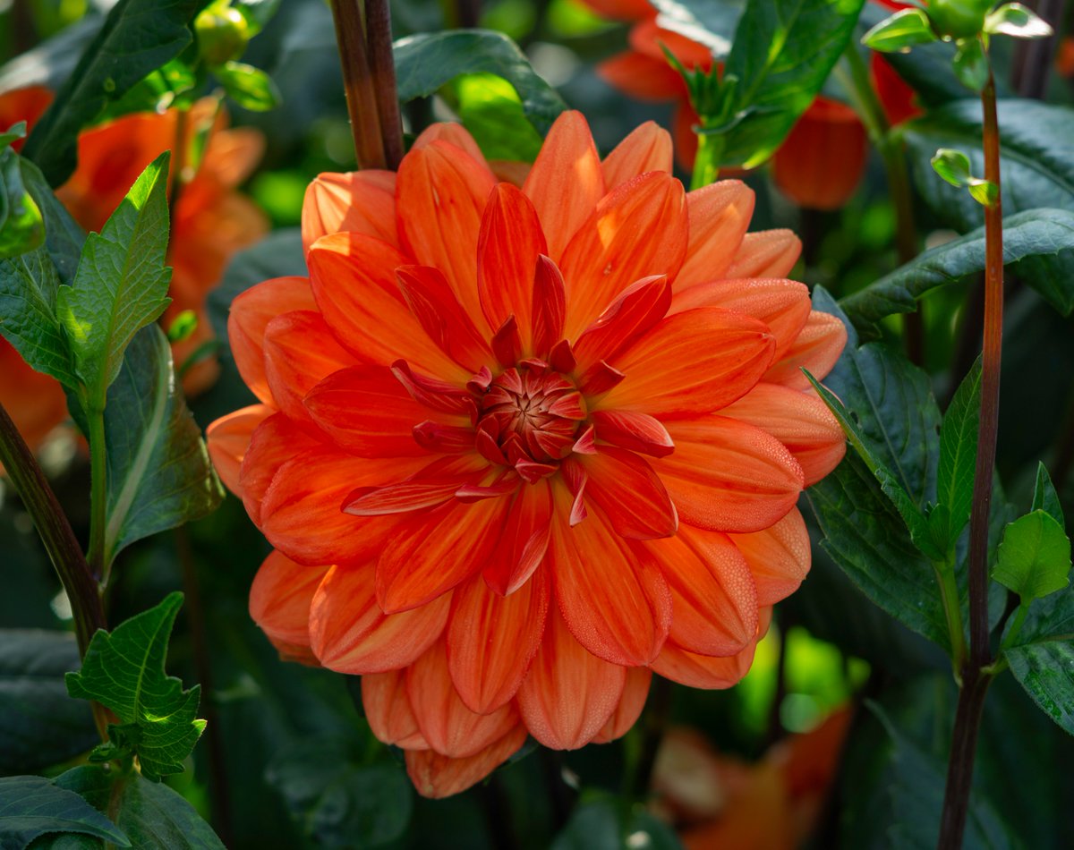 A beautiful Dahlia on a beautiful day 🌺 #Denmark #SonyAlpha #NaturePhotography #photooftheday #April13th #SaturdayVibes #SaturdayMorning #Saturday #Flowers #FlowerOfX #FlowersOfTwitter #Dahlia 📸Dorte Hedengran