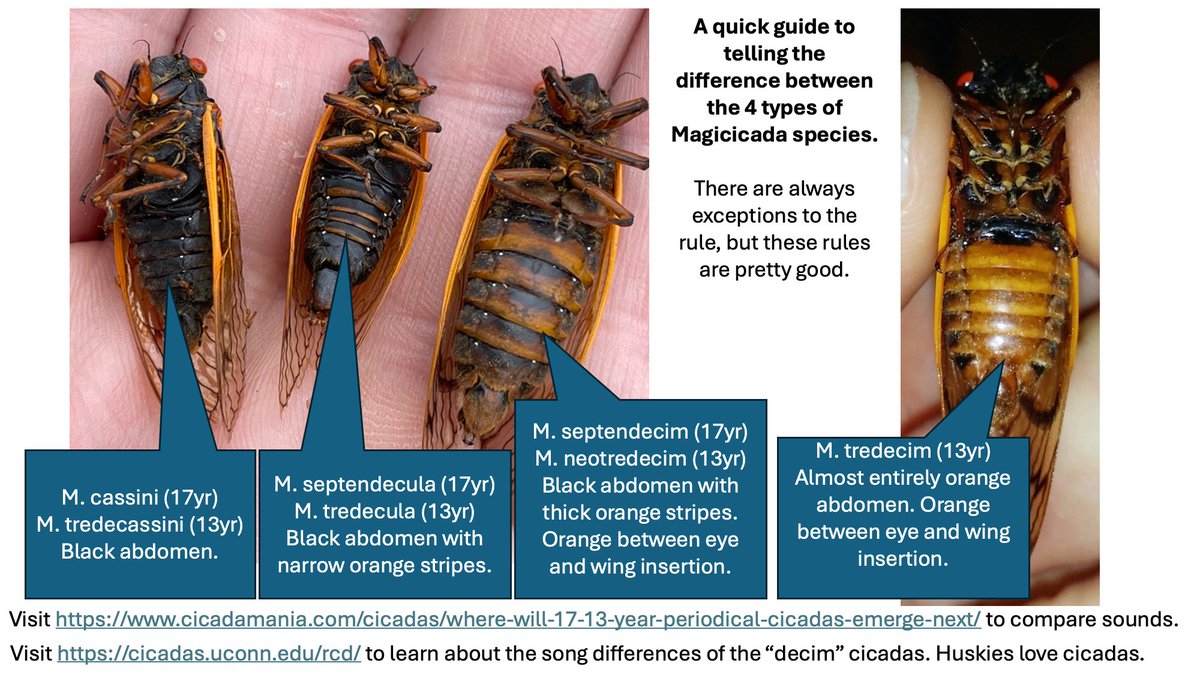 A quick guide to visually telling the difference between Magicicada species. Links from the image cicadamania.com/cicadas/where-… cicadas.uconn.edu/rcd/ #cicadas