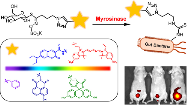 An interesting chemical biology strategy based on unique enzyme-responsive fluorescent probes for selective gut bacteria imaging in vivo. See the work in #JOrgChem by Bengang Xing and colleagues @Xing_Group_NTU pubs.acs.org/doi/10.1021/ac…