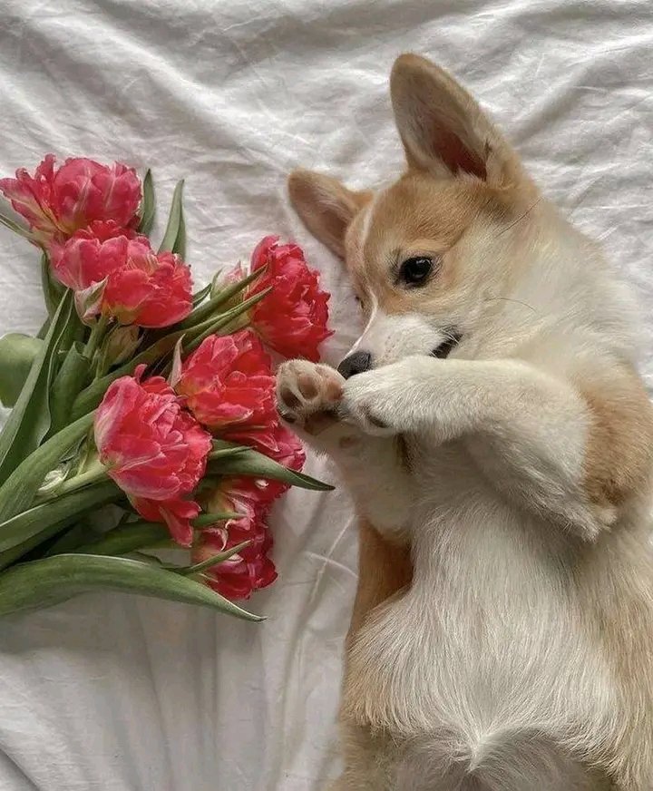 So cute corgi