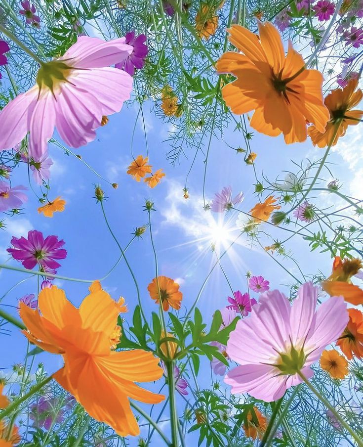 MonicaDrie's tweet photo. Morning Followers 🌿🌸🌿🌼 https://t.co/p8BI3f8BWo