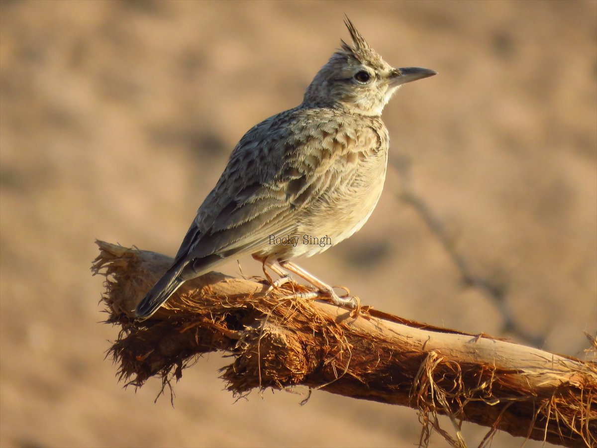 The Crested Lark has a bigger empire than almost any on earth so far, from Western Europe to eastern China with large parts of North Africa. The reason for its success, a low profile, easy going lifestyle and a beautiful song which it sings merrily @indiaves