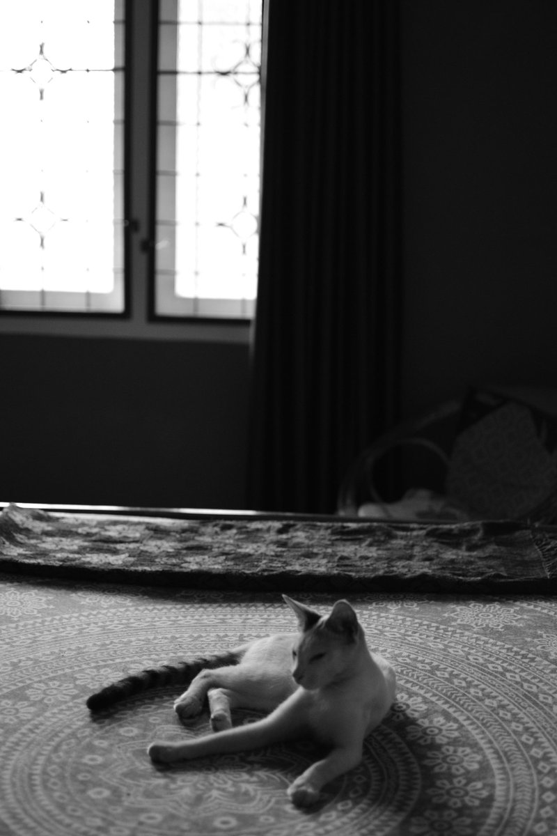 Gireesh92's tweet photo. Lazy mornings... https://t.co/TOScyTmBci