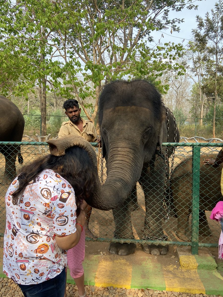 #NewExperience #Life #Nature #Elephant #Karnataka