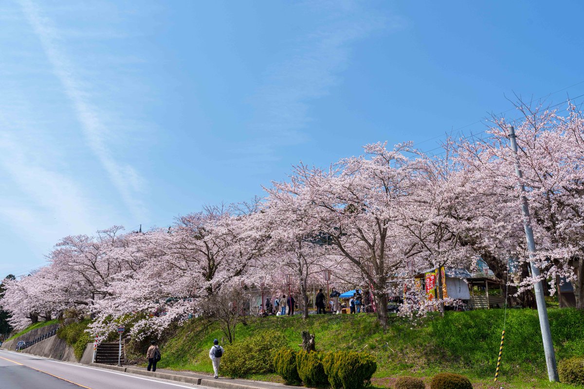 のと鉄道の能登鹿島駅の桜は満開です。乗客も多く来ています。