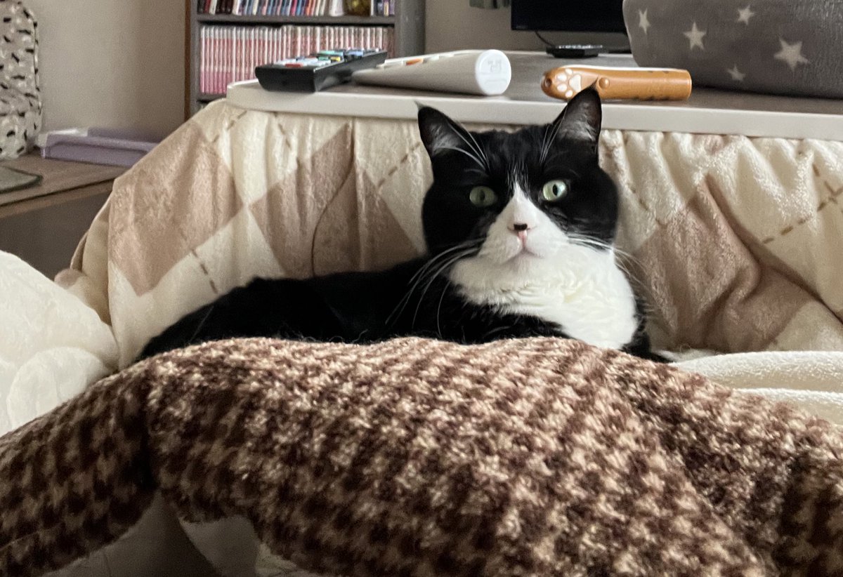 こにゃにゃちわ😻🐾❤️
ままちゃん多忙で中々投稿できず😭
でもシュシュは元気いっぱいです😻✨