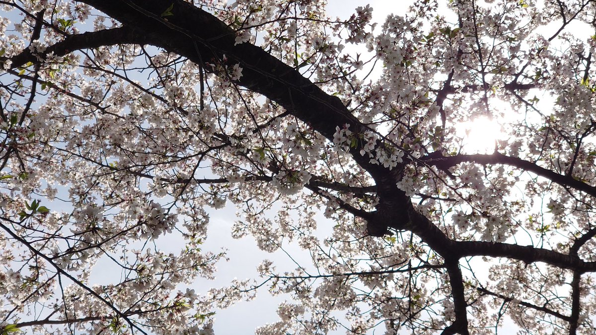 YUTAGoto2's tweet photo. 今年最初で最後の花見かな🎵 https://t.co/opVdjtG3VC